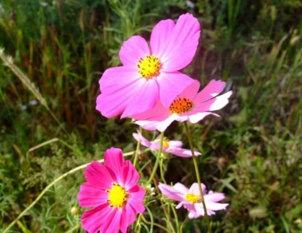 這三個生肖外表不起眼,但實際上卻非常有才華 這三個生肖外表不起眼,但實際上卻非常有才華