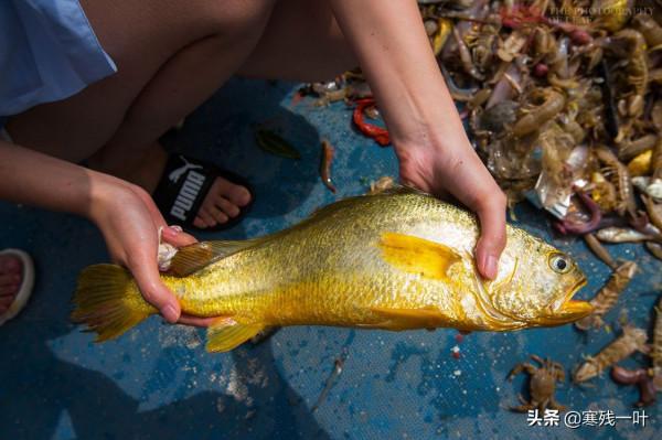 在浙江象山一條野生大黃魚3000多塊,為什麼這麼貴?吃完才明白 在浙江象山一條野生大黃魚3000多塊,為什麼這麼貴?吃完才明白
