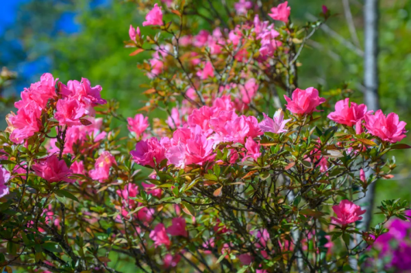 冬日騰衝,方圓十里有花香 冬日騰衝,方圓十里有花香