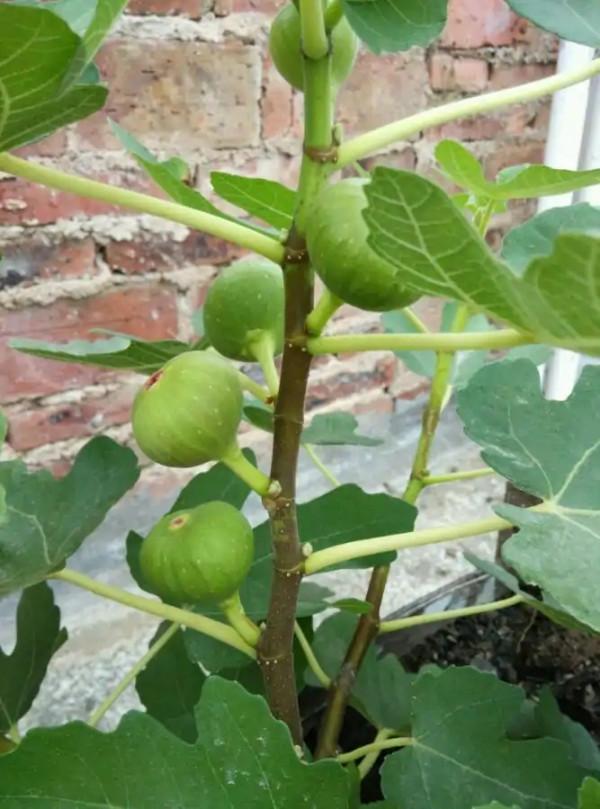 100種有毒的花和果，生活中很常見，出門要小心，避免受傷害