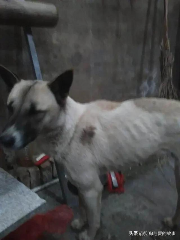 生氣，朋友40元買了條狗準備吃肉，我花500從他手中買下狗狗