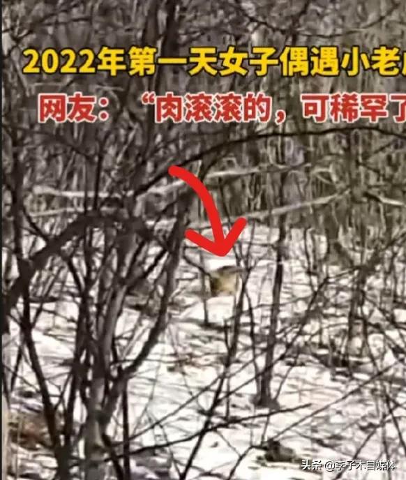 野外遇到野生動物該怎麼做，是下車拍照，還是和它認親戚