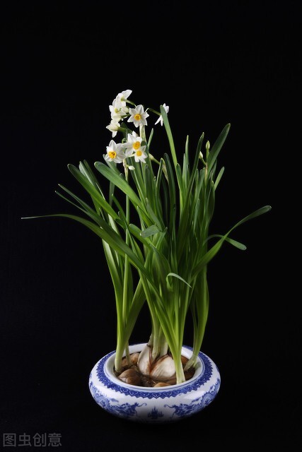 水仙花 大全 請欣賞 美極了