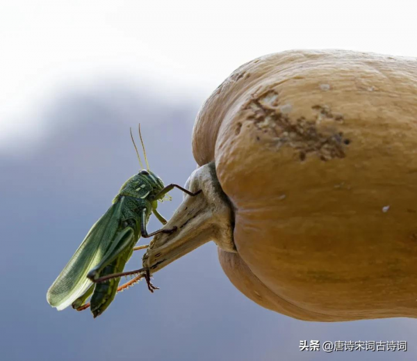 紅螞蚱,綠螞蚱 紅螞蚱,綠螞蚱