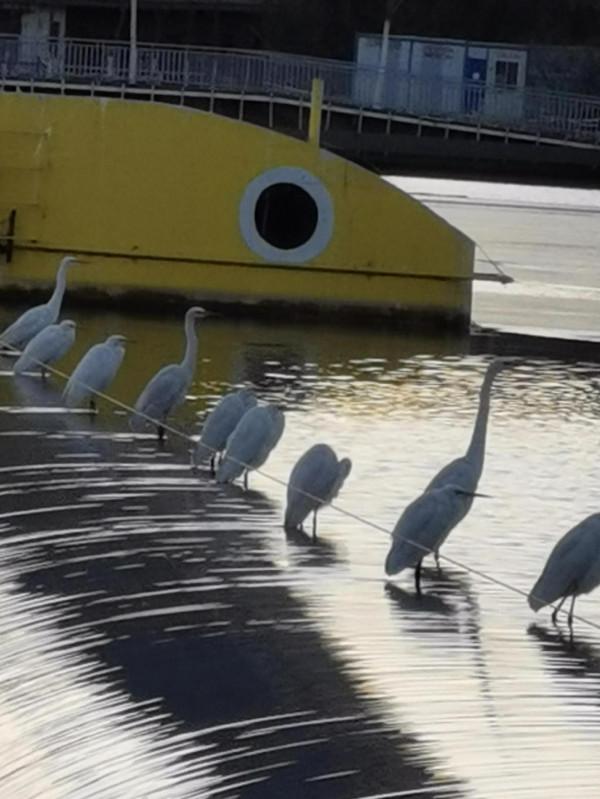 汾河上的小精靈