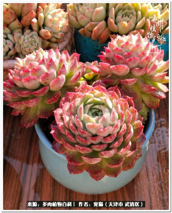 人生紛亂奈我幾何，與多肉相伴度年華