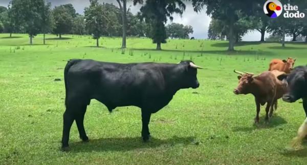 美國一頭牛逃出屠宰場，警察追捕8個月，結果整個小鎮都愛上它了