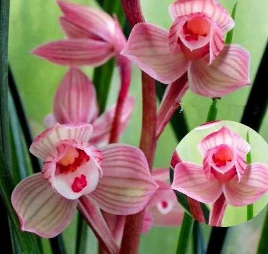 分享圖片：大紅精品蘭花66款