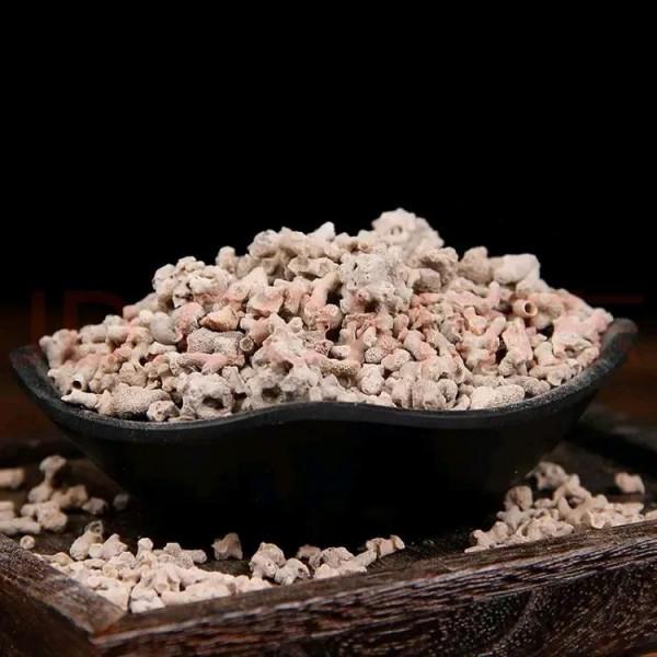 中藥古今研究：浮海石（海浮石）