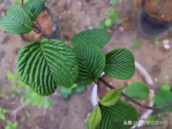 花比足球大的繡球，鬥球、麻球、歐繡球區別是什麼，選合適自家的