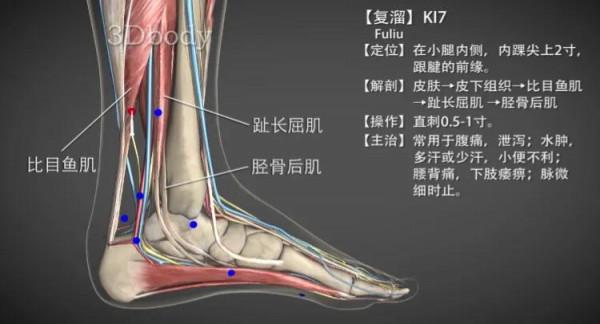復溜穴—滋補肝腎治療津液失調之汗證 復溜穴—滋補肝腎治療津液失調之汗證