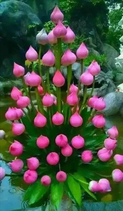 分享圖片&mdash;&mdash;罕見稀有的花卉