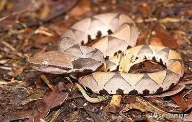 柳宗元的《捕蛇者說》中，永州產異蛇，究竟是什麼蛇？