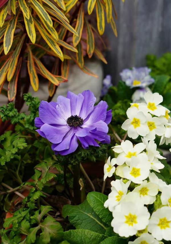 陽臺小？空間不夠？1個小招，讓你的家秒變私家花園