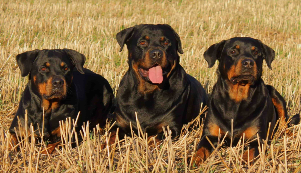 這4種狗是“狗中四煞”,令人望而生畏,碰見都不敢迎面走去 這4種狗是“狗中四煞”,令人望而生畏,碰見都不敢迎面走去