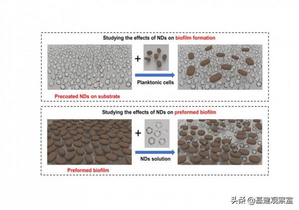 香港大學工程和牙醫學院發現奈米鑽石能有效抑制口腔感染