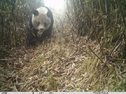 泥巴山出產泥巴大熊貓