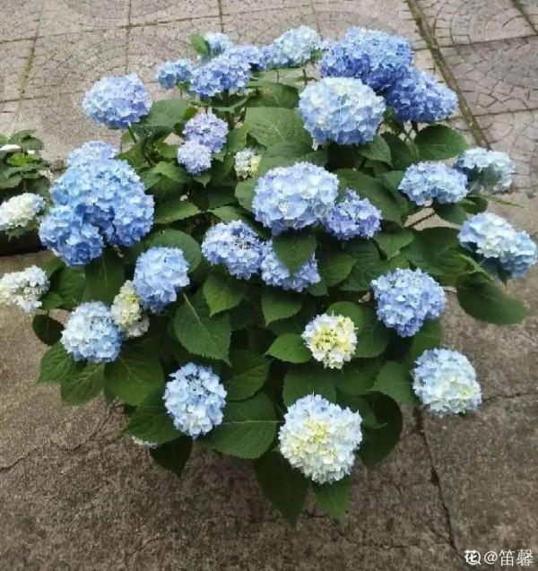 家裡光照不足,就養這2種精靈花,耐陰花期長,皮實好養 家裡光照不足,就養這2種精靈花,耐陰花期長,皮實好養