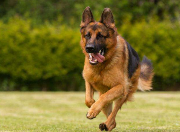 養狗人需知！這幾種大狗，不能在市區養