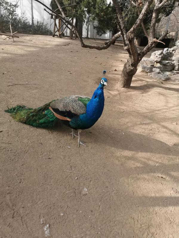 動物園裡那些瞬間