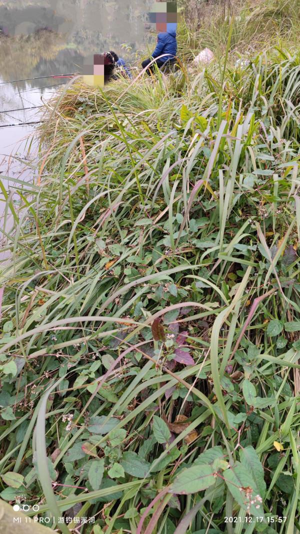 開杆即中目標大板鯽，誰料世事難如願