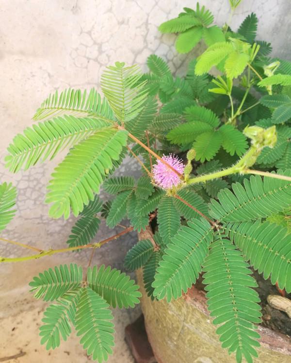 12種&OpenCurlyDoubleQuote;大毒花&rdquo;，長得很漂亮，家裡經常養，別碰它們，小心受傷