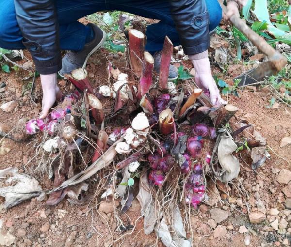 人稱“狀元薯”,曾被廣泛種,能充飢也是做味精原料,如今少人識 人稱“狀元薯”,曾被廣泛種,能充飢也是做味精原料,如今少人識
