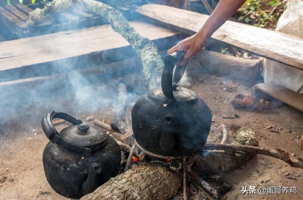 老獸醫：桑葉煮水+蜂蜜，方法簡單，一招去除養雞人3大煩惱