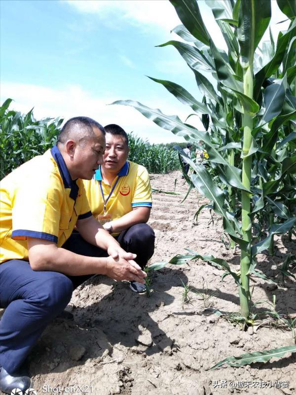 為什麼玉米11-12片葉後再打藥控旺會造成減產?原因有兩個 為什麼玉米11-12片葉後再打藥控旺會造成減產?原因有兩個