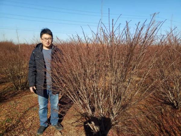 高質量火焰衛矛哪裡有賣的?火焰衛矛修剪後要如何養護 高質量火焰衛矛哪裡有賣的?火焰衛矛修剪後要如何養護