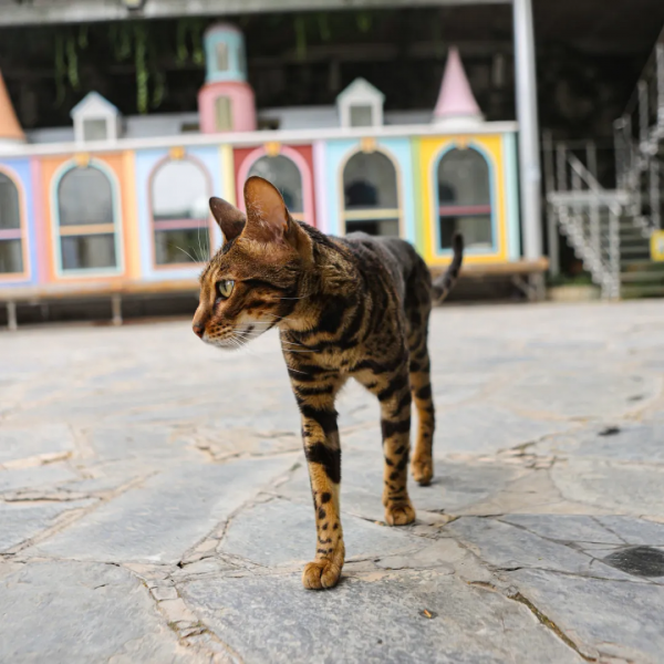 GFM天團首屆秋冬時裝秀,等你來圍觀 GFM天團首屆秋冬時裝秀,等你來圍觀