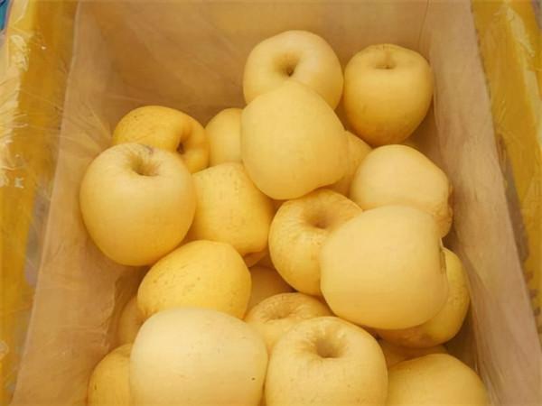 2021年新品種蘋果值得種植的品種推薦 2021年新品種蘋果值得種植的品種推薦