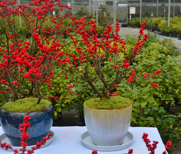 7種&OpenCurlyDoubleQuote;土豪花&rdquo;，貴的太離譜，工薪族&OpenCurlyDoubleQuote;捨不得&rdquo;，看看解解饞