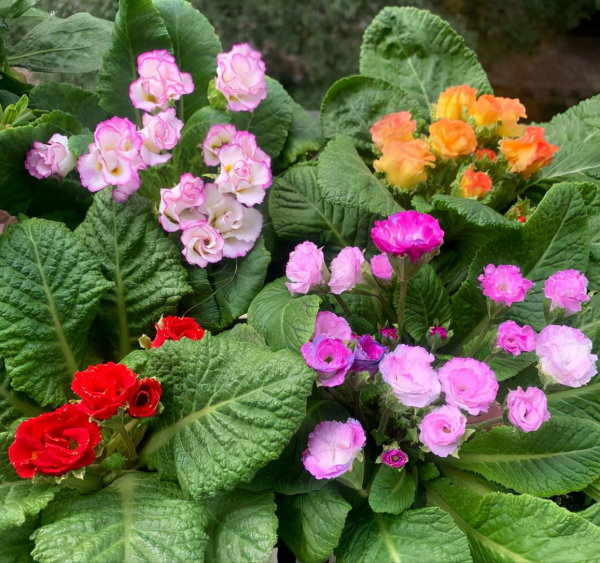 7種“漂亮花”,秋天播種正當時,撒幾顆種子,立冬就能開花 7種“漂亮花”,秋天播種正當時,撒幾顆種子,立冬就能開花