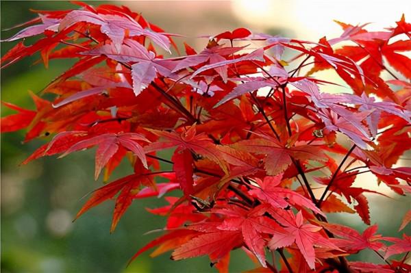 秋景賦 七絕六首(新韻)