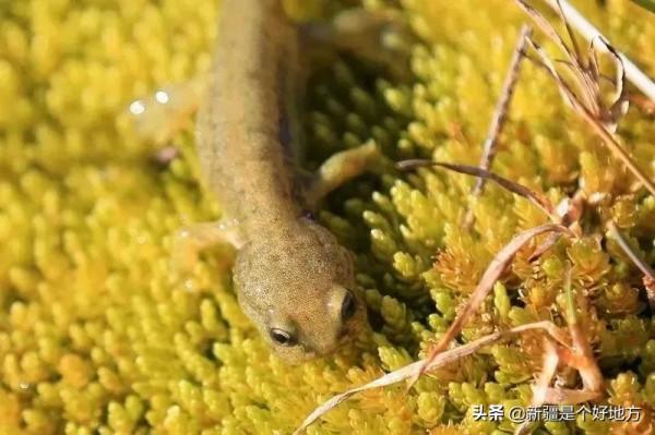 打卡中國最美邊防線新G219從這裡開始