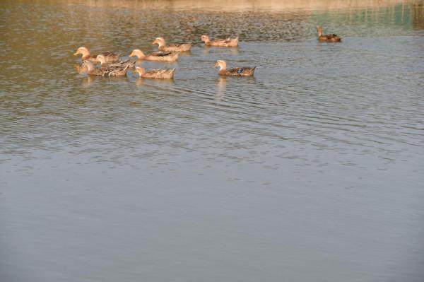 半野釣——山頂的魚塘