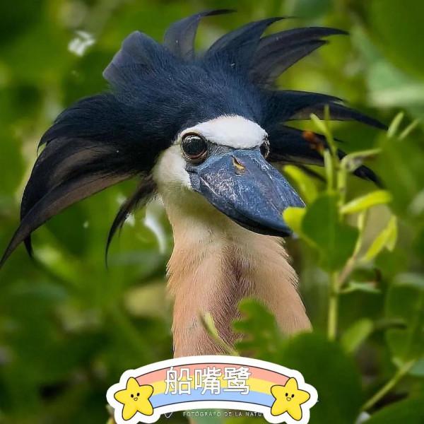 鯨頭鸛不同父異母的親兄弟