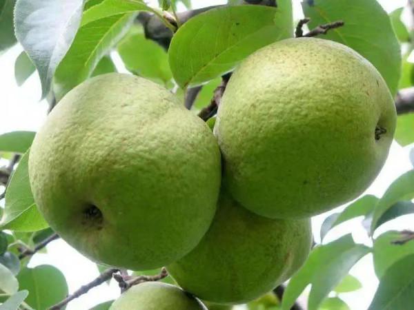 冬季口乾舌燥易上火？這“五菜三果”不能少，水分充足營養高