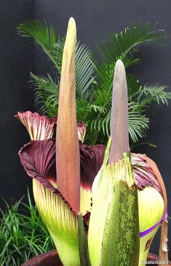 最大的花朵泰坦魔芋花