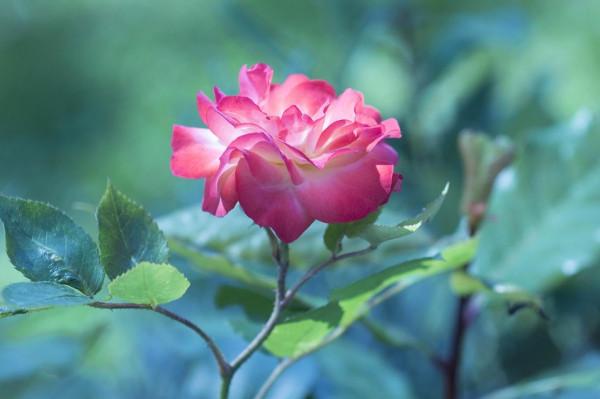 人到晚年，一旦老伴走了，再難過也別做以下幾件糊塗事