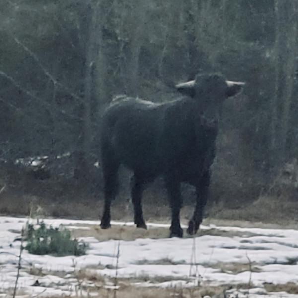 美國一頭牛逃出屠宰場，警察追捕8個月，結果整個小鎮都愛上它了