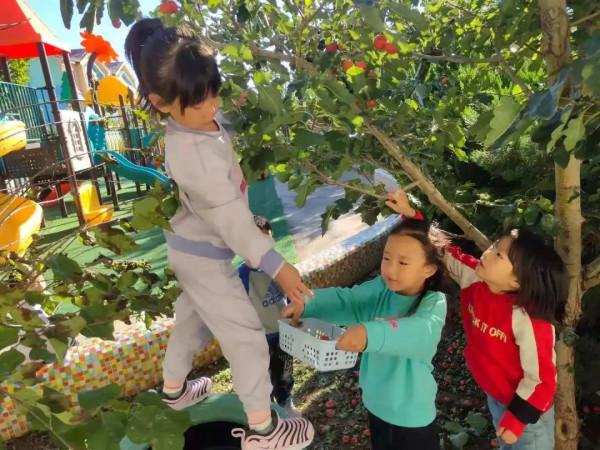 親近自然 收穫快樂——南獨樂河幼兒園小農場豐收啦 親近自然 收穫快樂——南獨樂河幼兒園小農場豐收啦