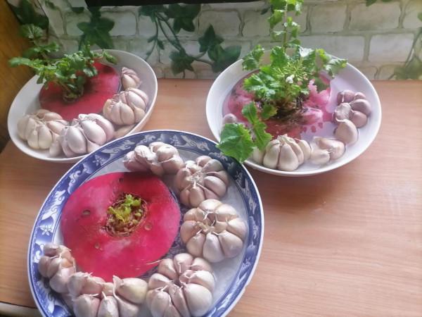 人生處處有驚喜！本來是養著吃蘿蔔纓，居然開花啦，那就綻放吧