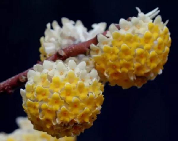 美麗的 結香花 美麗的 結香花