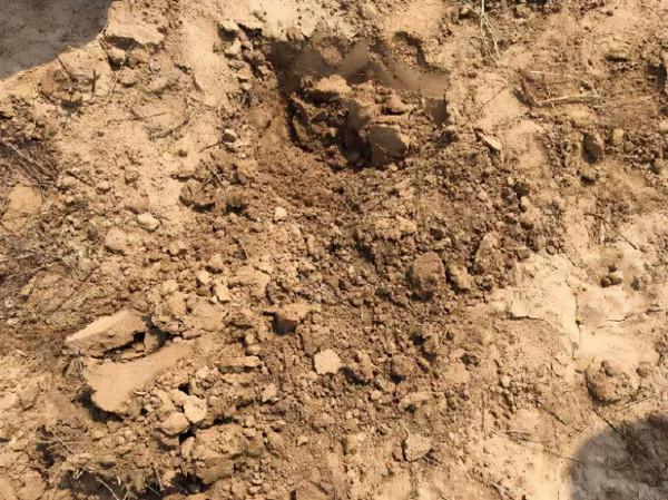 害堤生物鑑定 害堤生物鑑定