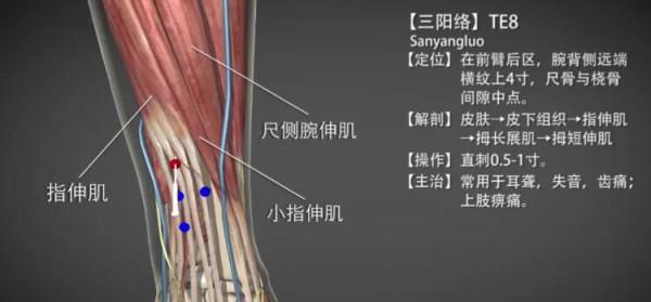 三陽絡—治耳聾牙痛 三陽絡—治耳聾牙痛