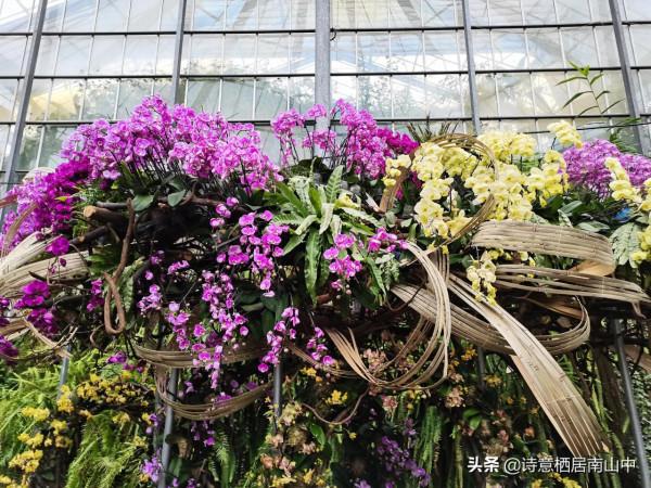 寒冬花展一一植物園百花爭迎春