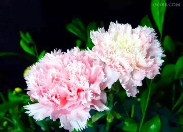 分享：花開並蹄，開得如此燦爛唯美，奇觀美景，令人陶醉