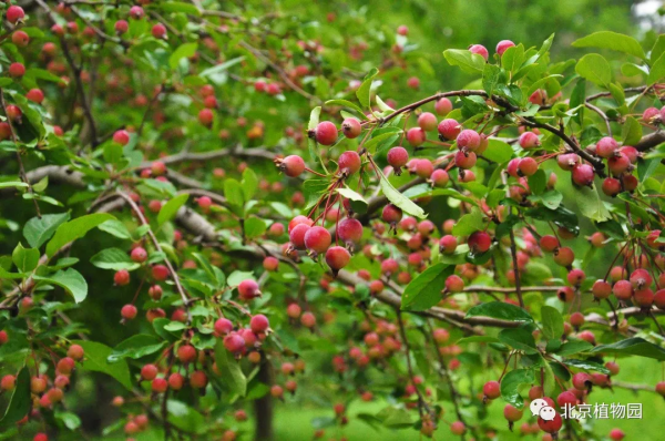 春華秋實,賞海棠紅果正當時~ 春華秋實,賞海棠紅果正當時~